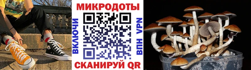Псилоцибиновые грибы Psilocybe  Майский 